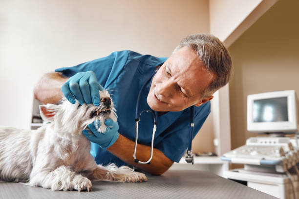 , KS Emergency Dentist Company